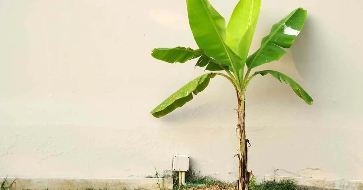 Tebak, hewan pertama yang mendapatkan pisang ini