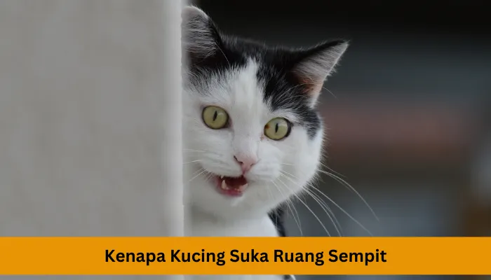 Mengungkap Psikologi Kucing: Kenapa Lebih Suka Berada di Ruangan Sempit, Ternyata karena 5 Alasan Ini 