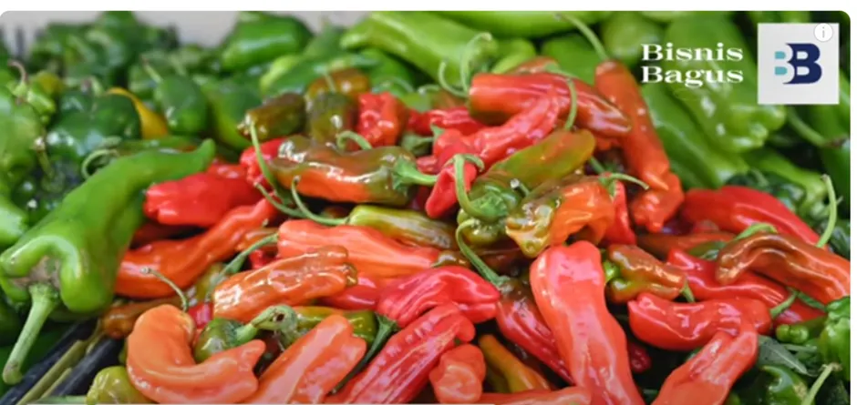 Ada 7 ide usaha di desa yang sedikit pesaing sehingga bisa menguntungkan, salah satunya adalah cabe rawit.