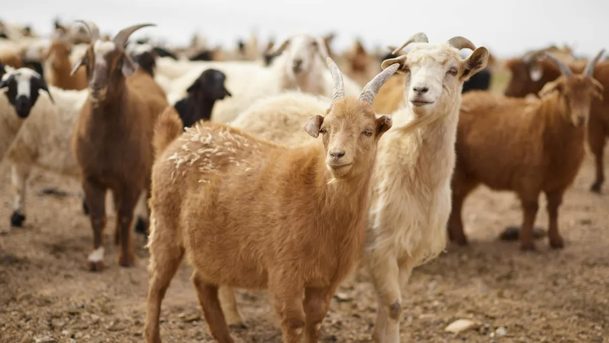 Ilustrasi daerah penghasil daging kambing di DKI Jakarta.
