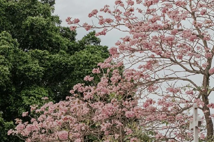 Ilustrasi. Pohon Tabebuya yang Mirip dengan Sakura