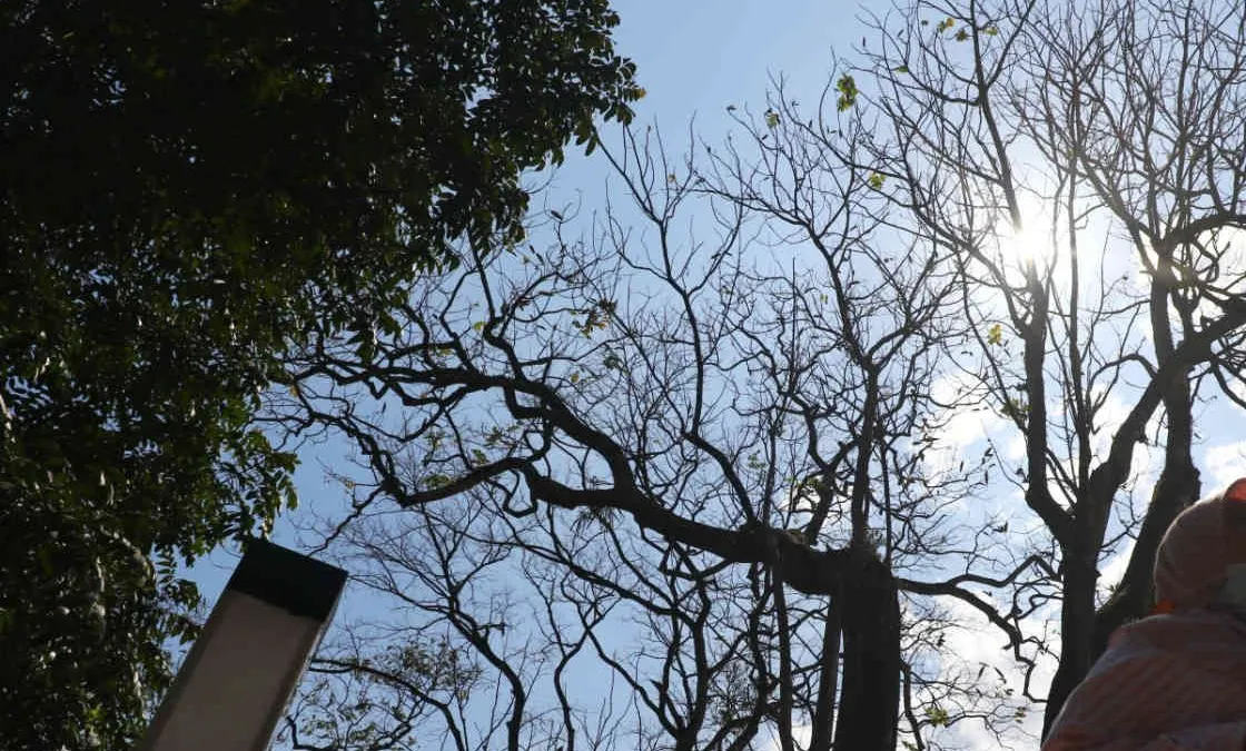 Fenomena Bediding, menurut Ida akan mengalami puncak pada musim kemarau atau rentang antara bulan Juli hingga September.