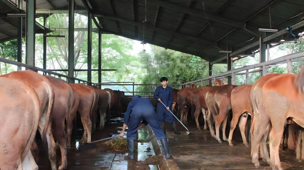 Kegiatan anggota Cattle Buffalo Club (CBC) di Peternakan Ciparanje, Unpad. 