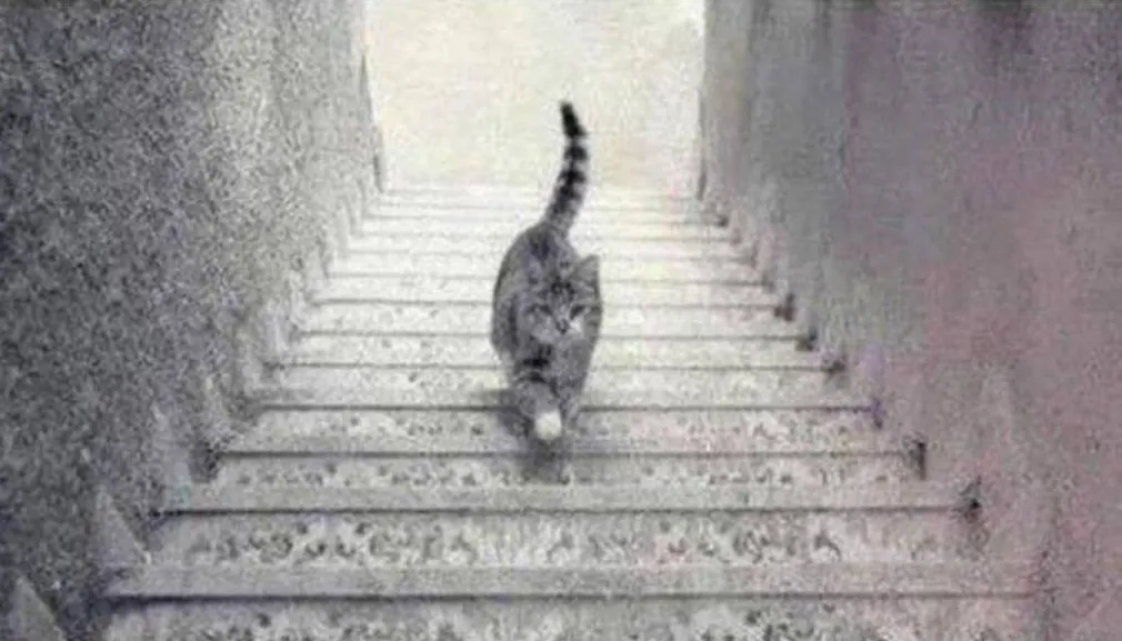 Gambar tes ilusi yang menunjukkan kucing dalam posisi ambigu ini disebut dapat mengungkapkan tingkat perhatian kamu.