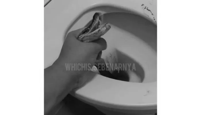 Viral! Alat Kelamin Pria di Thailand Digigit Ular Piton saat Buang Air di Toilet