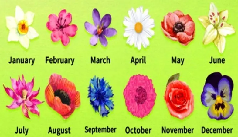 Ilustrasi Bulan Lahir