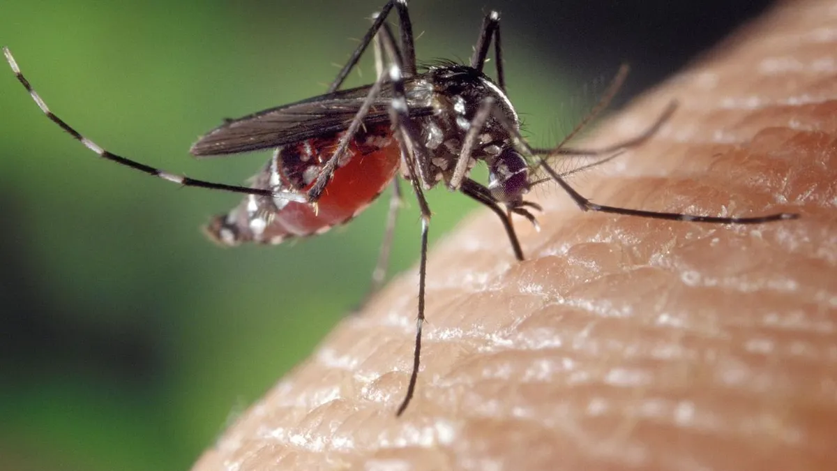 Illustrasi. Nyamuk Wolbachia