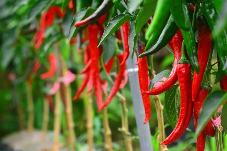 Tips ala Petani Kreatif! Lakukan Cara Ini Jika Ingin Tanaman Cabai Sehat dan Produktif, Dijamin Hasil Panen Melimpah Ruah (Shutterstock)