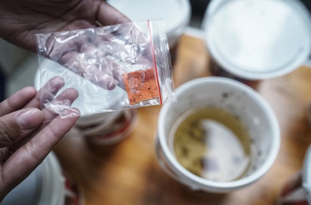 Petugas Dinkes Kota Bandung memberi pakan bibit nyamuk yang telah diberi kuman Wolbachia untuk Cegah DBD