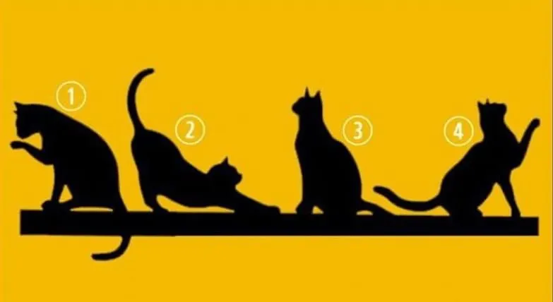 Tes Kepribadian: Pilih Salah Satu Kucing yang Kamu Suka, Ketahui Tujuan Hidup yang Dimiliki