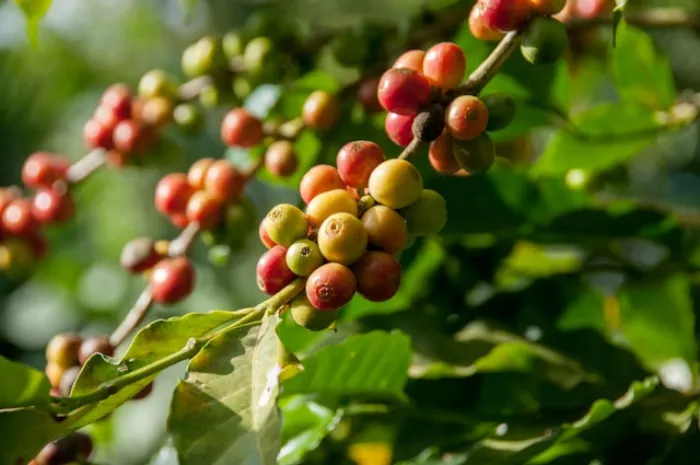 Tanaman Kopi