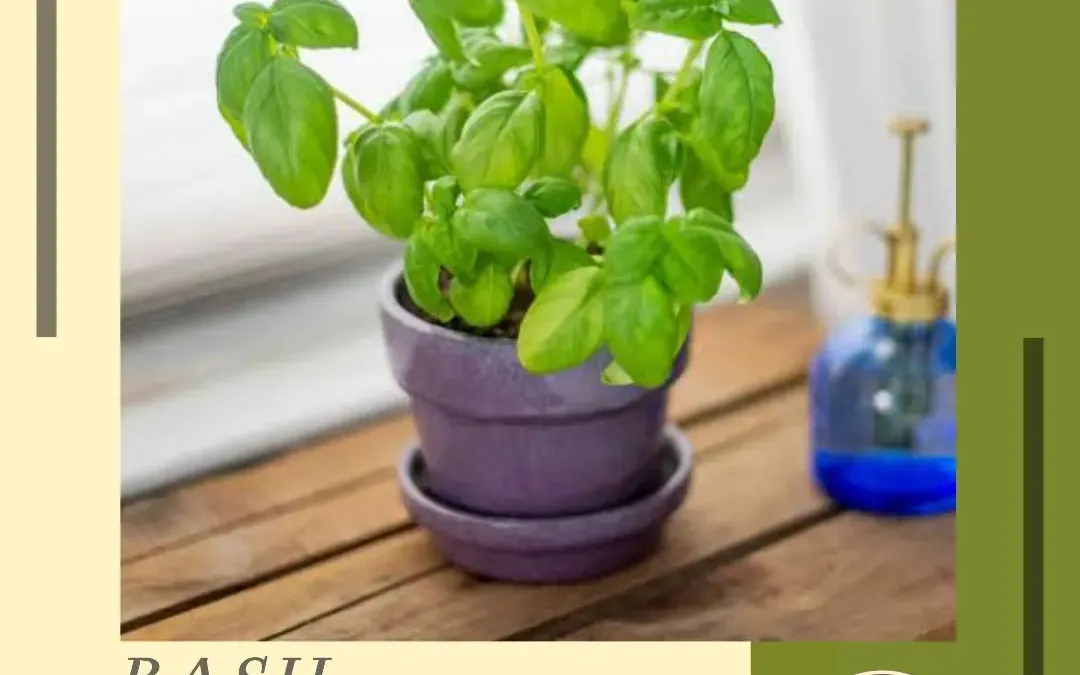 Basil