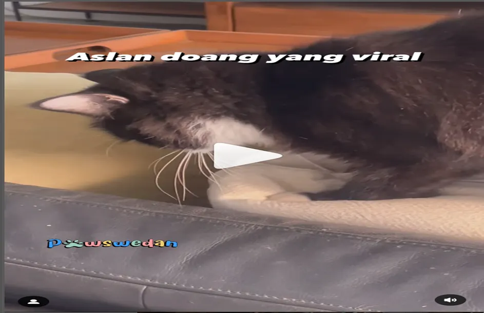 Kucing Anies Baswedan
