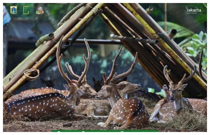 Taman Margasatwa Ragunan