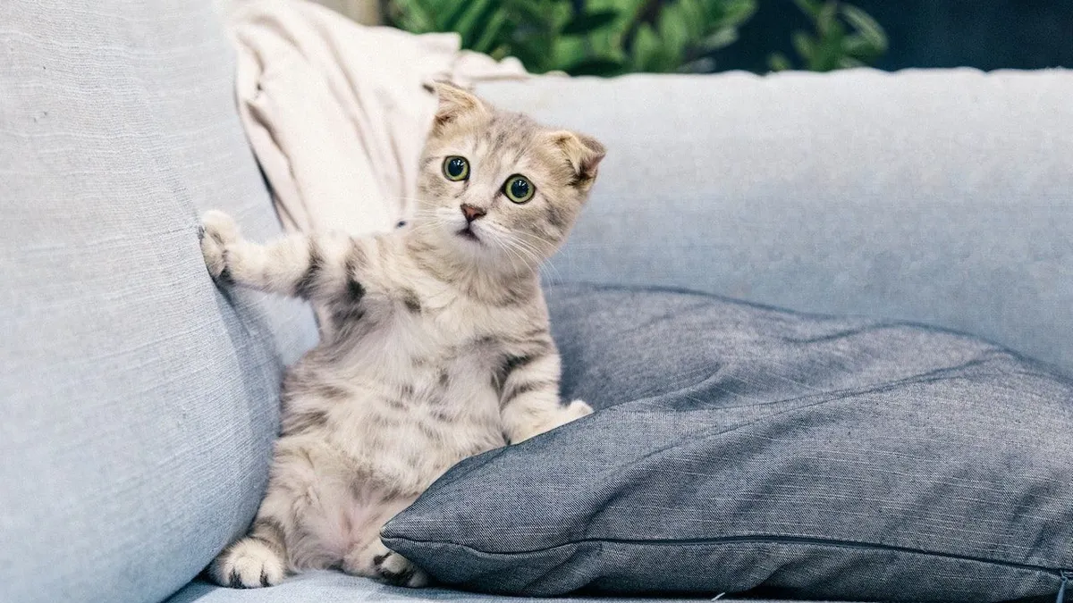 Apakah kucing benar-benar bisa merasakan emosi seperti manusia? Seperti merasakan cemburu dan juga stres. Penelitian menjawab hal ini.