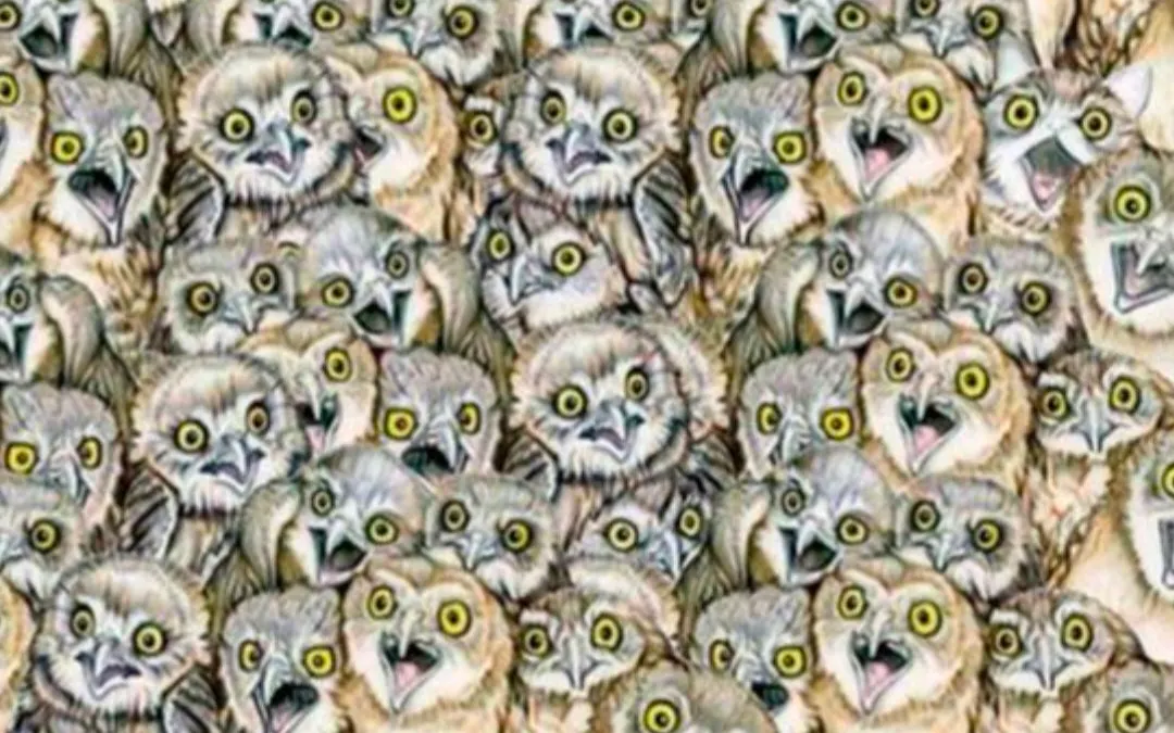Tes IQ: Temukan Kucing dalam Kumpulan Burung Hantu