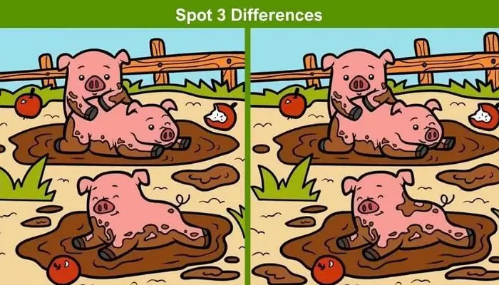 Tes IQ Coba Temukan 3 Perbedaan Pada Gambar Babi Ini