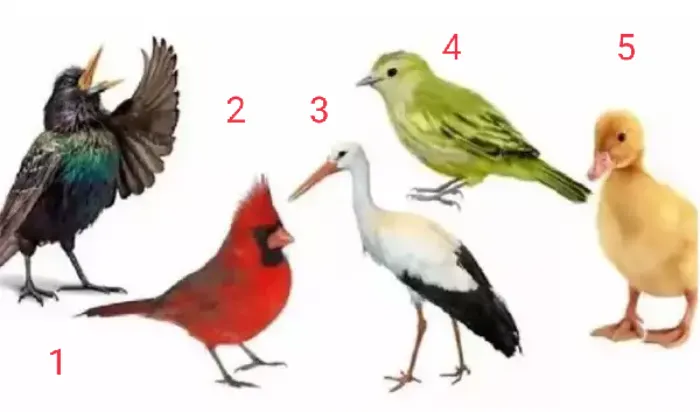Tes Kepribadian: Burung Mana yang Paling Membuat Kamu Penasaran? Jawabanmu Ungkap Kelebihan dan Kekurangan Diri (Times of India)