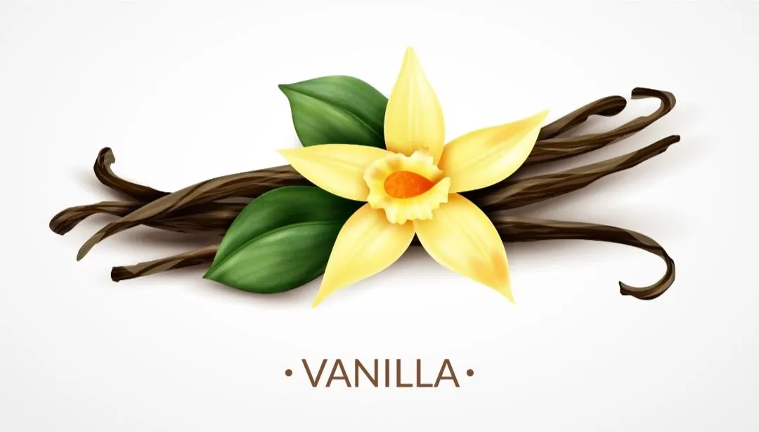 Illustrasi. Vanili