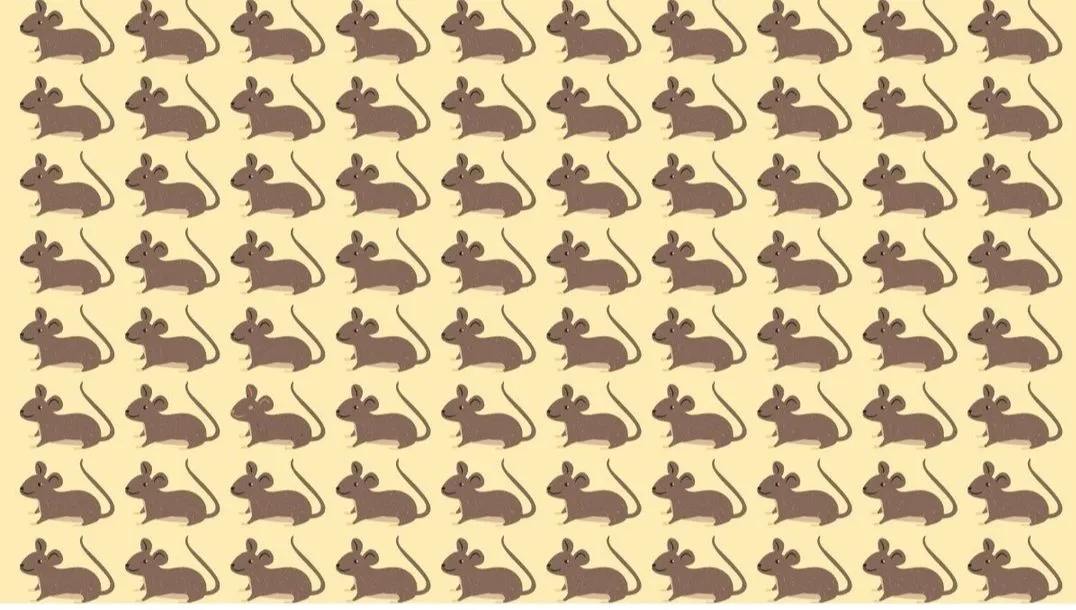 Tes Penglihatan: Punya Kemampuan Observasi Baik? Temukan Tikus Paling Berbeda di Balik Gambar Ilusi Optik Ini, Fokuskan Matamu