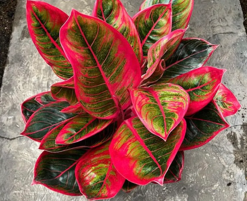 Berdaun Lebat dan Mengkilap, Simak 9 Tips Cara Mudah Merawat Tanaman Aglonema Agar Cepat Beranak (Instagram @nurdin.nursery)