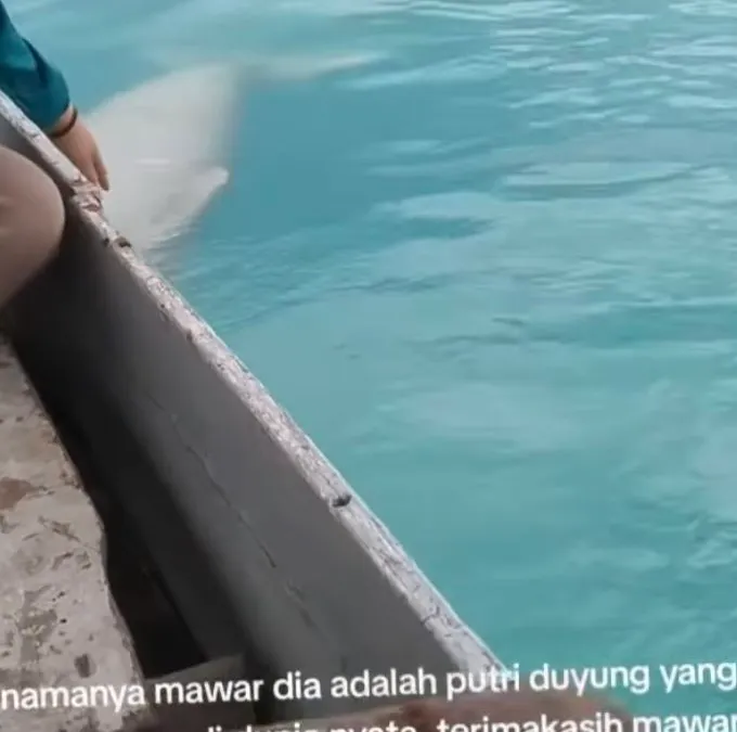 Penampakan Putri Duyung berwarna mawar