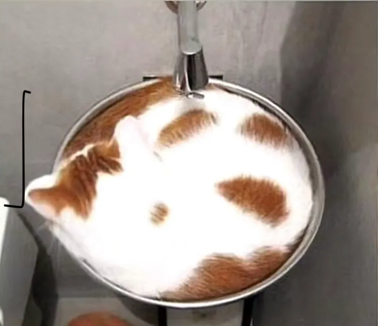 Kopi atau Kucing? Gambar Pertama yang Kamu Lihat Akan Ungkap Sifat Baik dan Buruk Aslimu