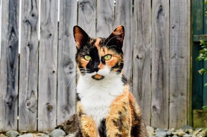 Ilustrasi&nbsp;kucing belang tiga menjadi salah satu kucing yang sering kita jumpai terutama di tempat umum.