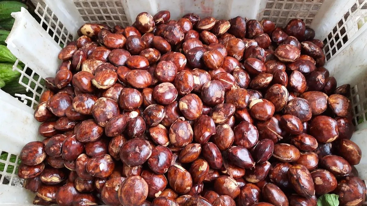 Kabupaten penghasil jengkol terbanyak tahun 2022 di Provinsi Lampung.