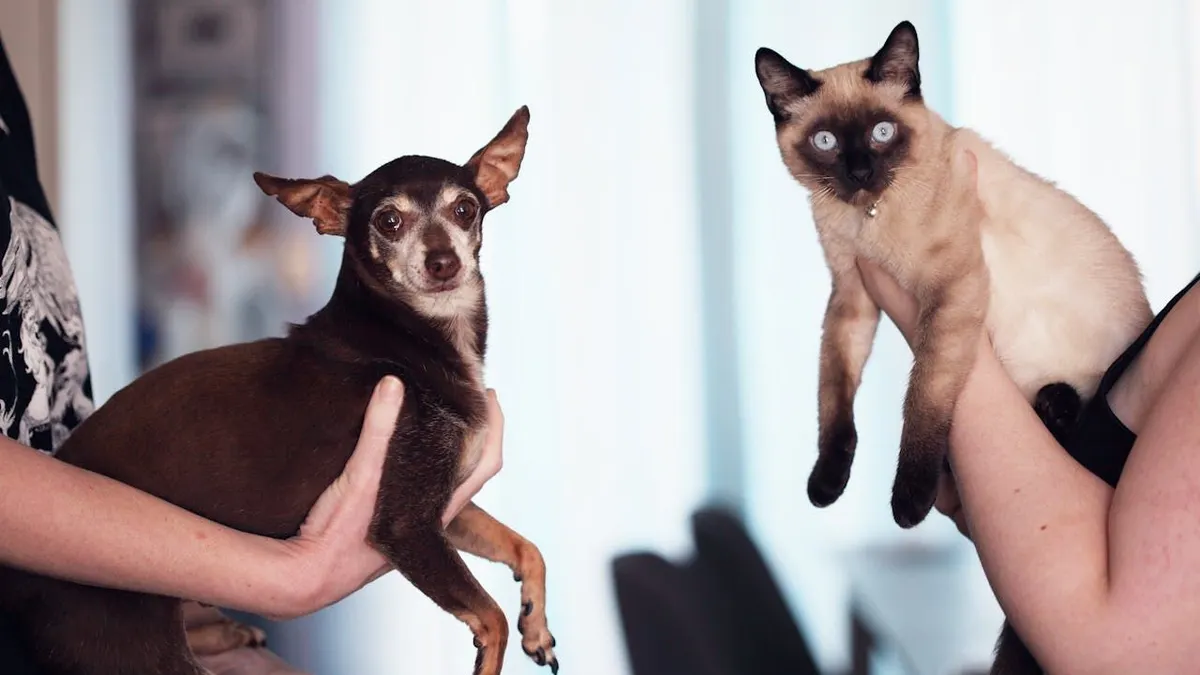Kalau kamu sudah memilih antara kucing, anjing, atau burung sebagai hewan yang kamu sukai, berikut adalah penjelasannya.