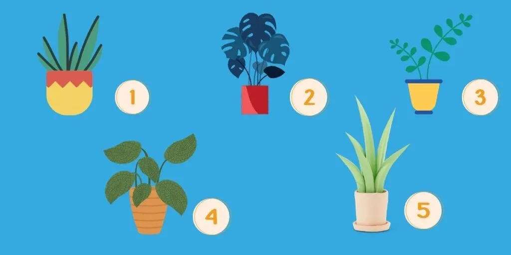 Tes Kepribadian: Pilih Tanaman dalam Pot Ini dan Temukan Karakter Aslimu