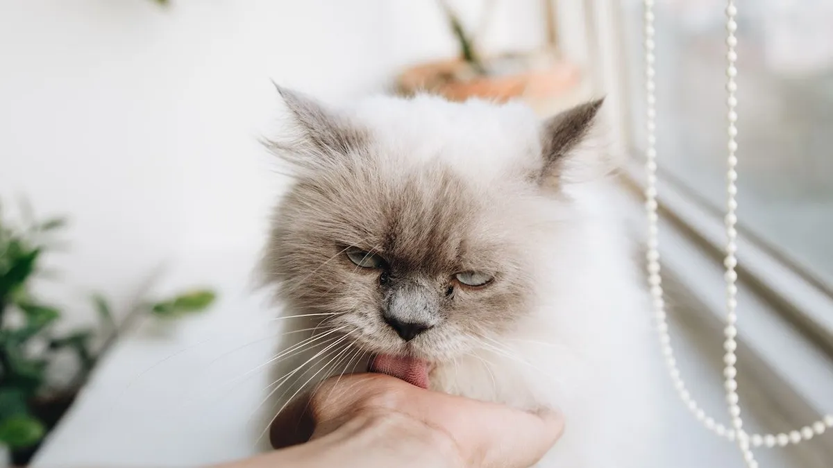 Selain menjadi hewan peliharaan populer, kucing juga menyimpan beragam fakta menarik yang mungkin belum banyak diketahui oleh banyak orang.