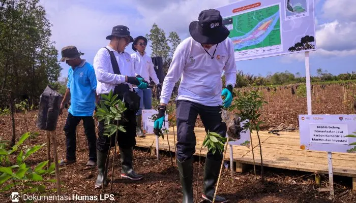 LPS Rehabilitasi Ekosistem Mangrove di Cilacap