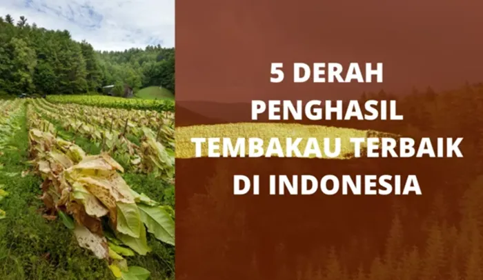 Lima Daerah Penghasil Tanaman Tembakau di Indonesia, Ada Wilayah Unik yang Hanya Panen Tujuh Kilo Setiap Tahun