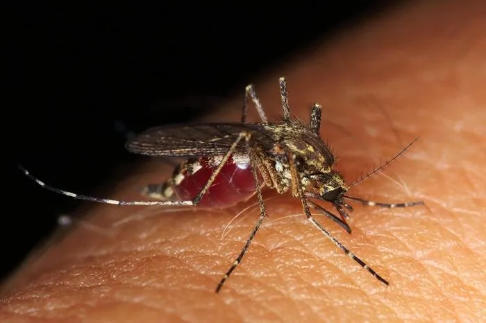 Mengenal Cara Kerja Wolbachia, Teknologi yang Diklaim Bisa Atasi Demam Berdarah dengan Lumpuhkan Virus Dengue