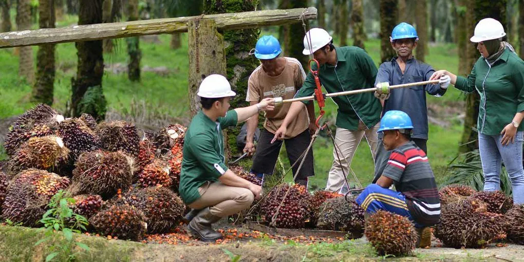 PT Astra Agro Lestari Tbk membuka lowongan pekerjaan terbaru untuk lulusan D4-S1 terbaik yang ingin bekerja di bidang perkebunan.