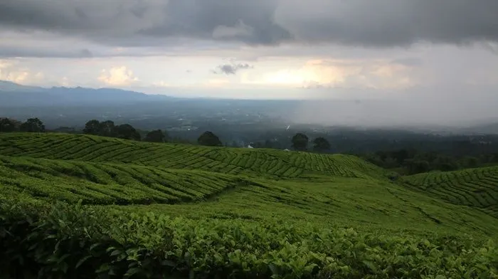 10 Kota Terbesar dengan Luas Wilayah yang Luar Biasa di Indonesia, dari Pesisir Sumatera hingga Pulau Kalimantan Timur
