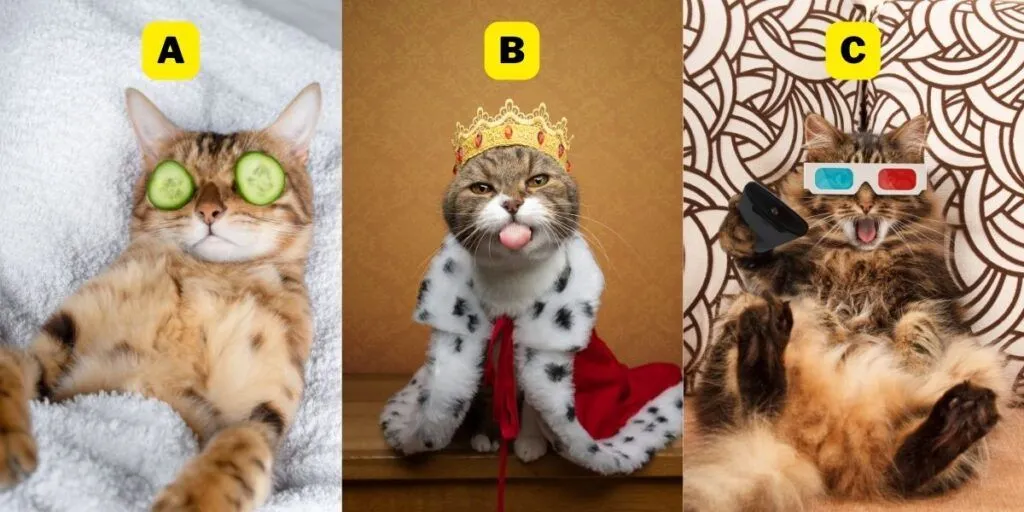 Apa yang Dibutuhkan untuk Benar-benar Bahagia? Cari Tahu Kepribadianmu dengan Pilih Kucing Favoritmu!