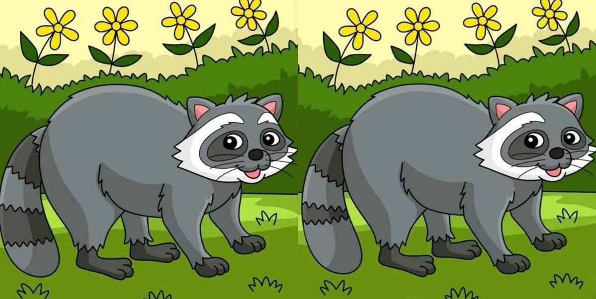 Tes IQ: Temukan 3 Perbedaan dari Gambar Rakun Ini