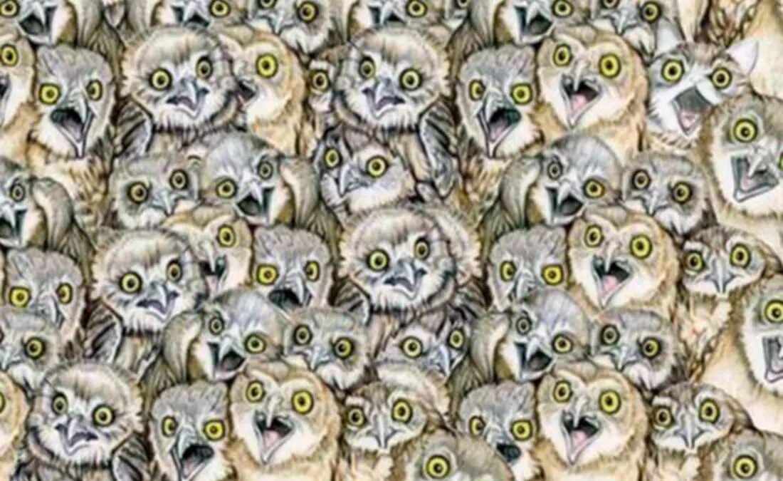 Tes penglihatan ini meminta kamu untuk menemukan kucing tersembunyi di antara burung hantu.
