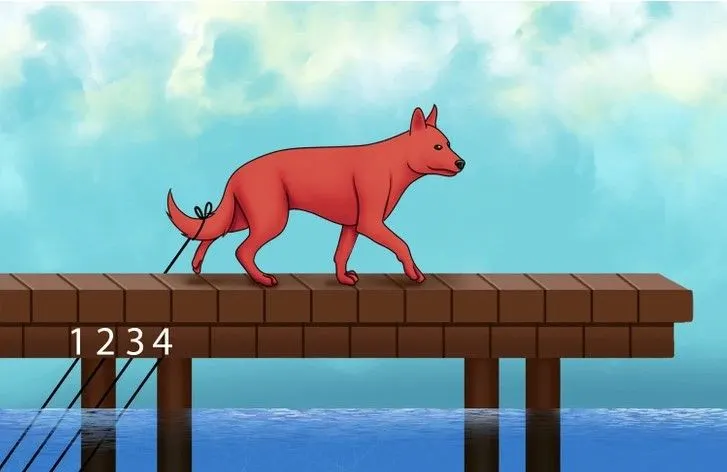 Tes IQ: Tali Manakah yang Menarik Anjing pada Gambar Ini