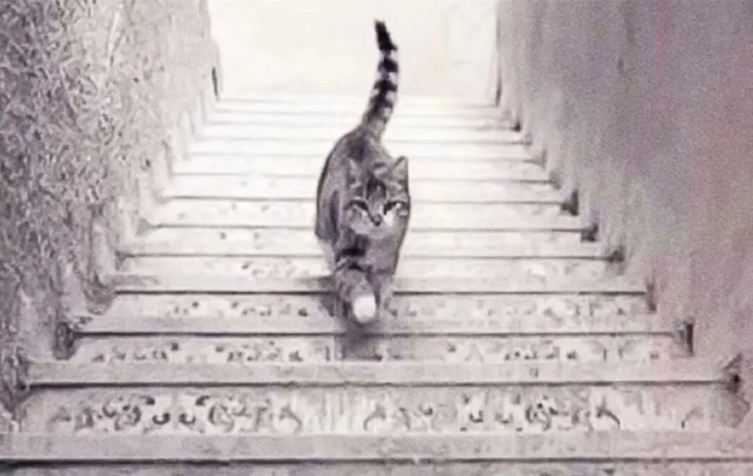 Tes Ilusi Optik: Ungkap Kemampuanmu Kognitifmu ke mana Arah Kucing Ini melangkah, Atas atau Bawah?