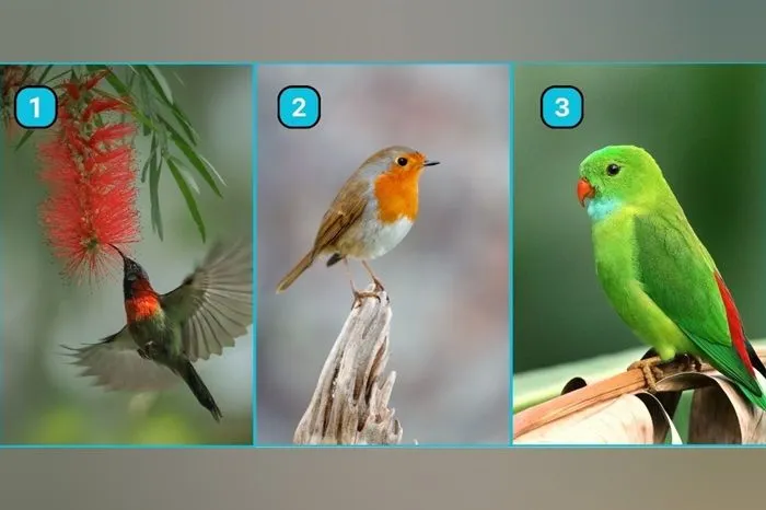 Tes Kepribadian: Pilih Burung yang Kamu Suka, dan Temukan Kualitas Dirimu yang Tersembunyi
