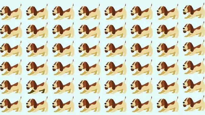 Tes Penglihatan: Punya Mata Elang? Coba Temukan Anjing Paling Berbeda dari Gambar Ini, Kerahkan Kemampuanmu