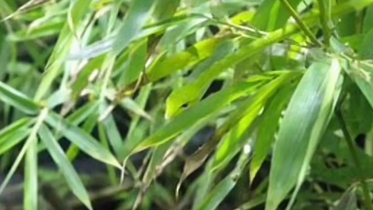 Tes penglihatan kali ini menyajikan sebuah gambar daun, namun di antara daun tersebut ada seekor ular. Cobalah jawab secara teliti.