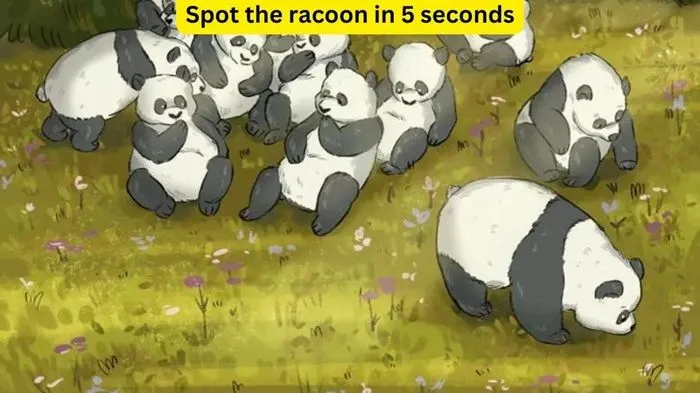 Tes Penglihatan: Temukan 1 Rakun di Antara para Panda dalam Waktu 5 Detik