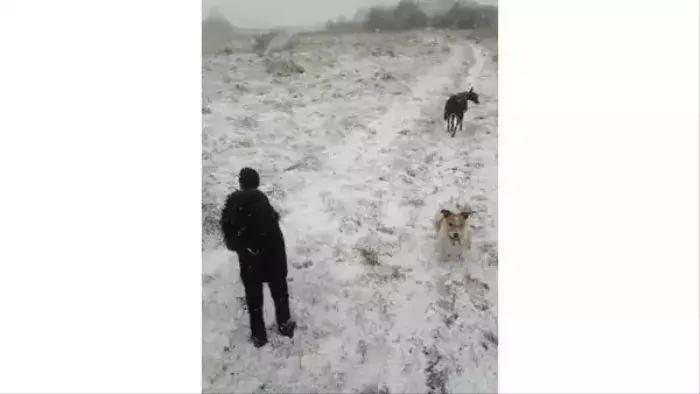 Tes Penglihatan dalam 10 detik: Hanya 1 Persen Orang Jenius yang Dapat Melihat Anjing Ketiga