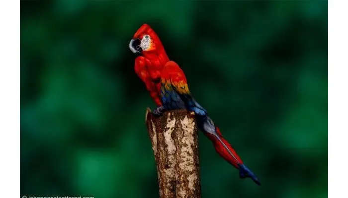 Tes Ilusi Optik: Coba Temukan Seorang Model Pada Gambar Burung macaw 
