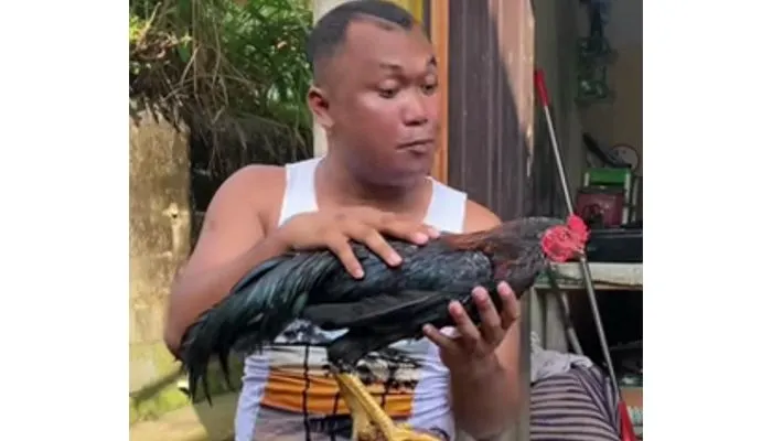 Si Putra, Sosok Ayam Jantan Milik TikToker Adi Sudirja