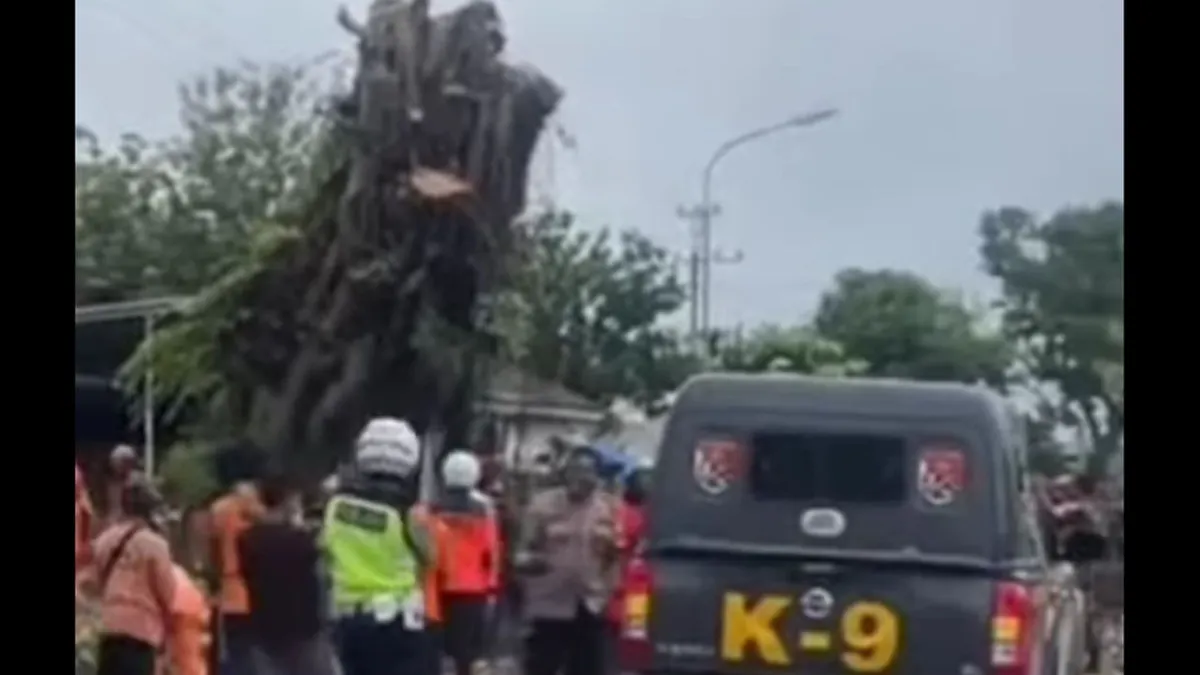Pohon Beringin Keramat Berusia Ratusan Tahun di Wonogiri DItebang